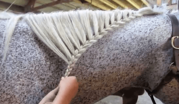 Horse mane braiding