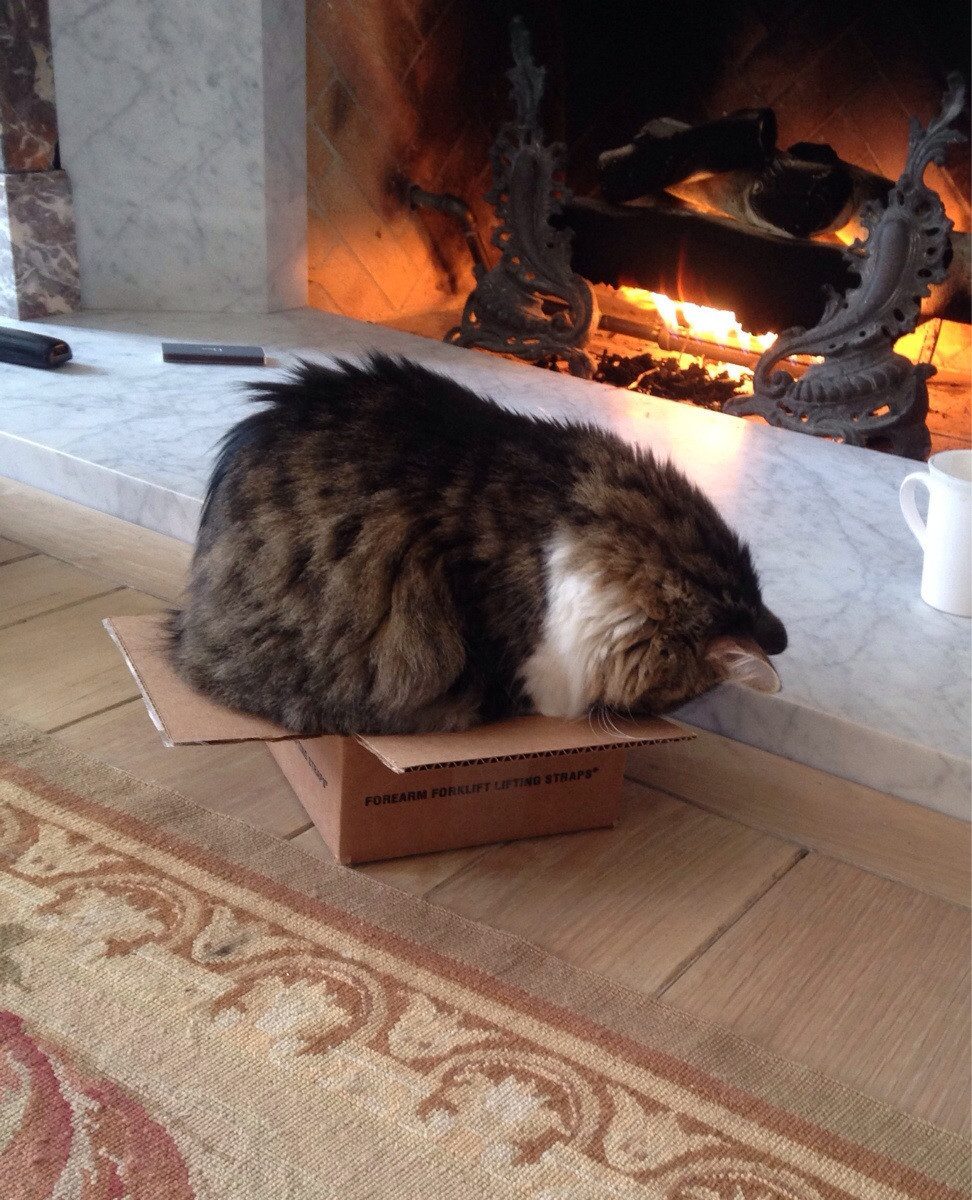 cats vs boxes 2