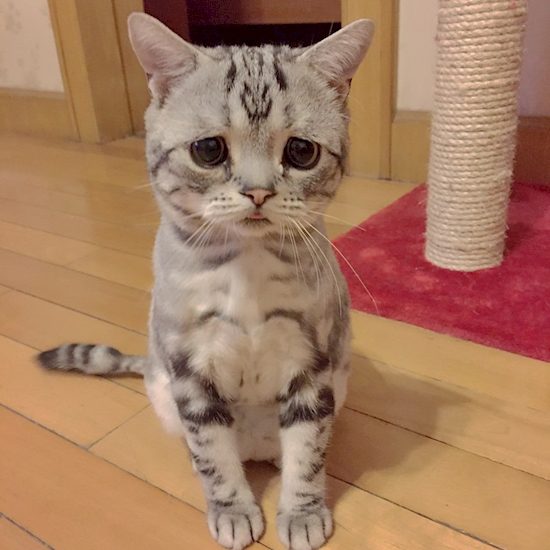 saddest cat 4