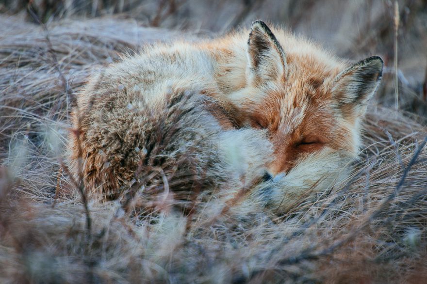 amazing photos of foxes 1