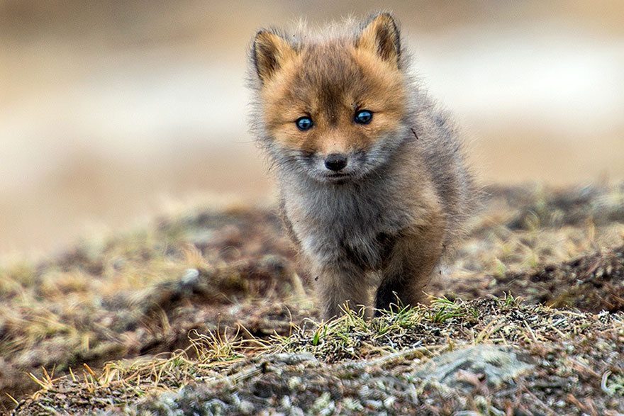 amazing photos of foxes 10
