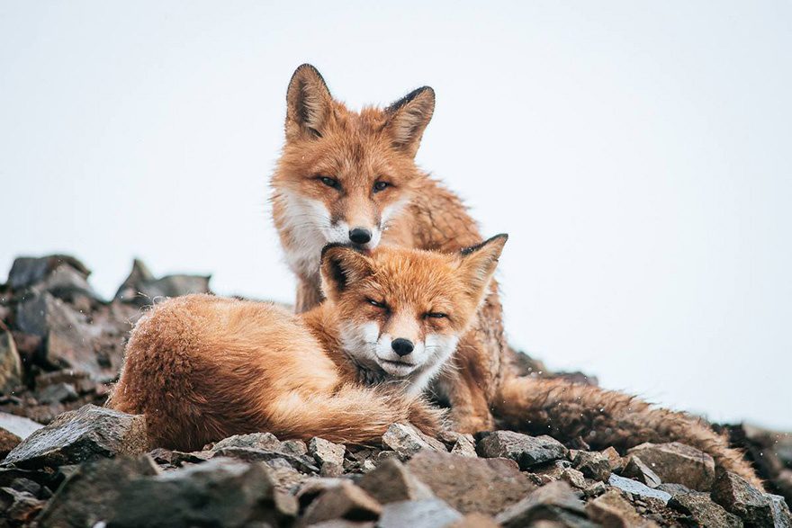 amazing photos of foxes 11