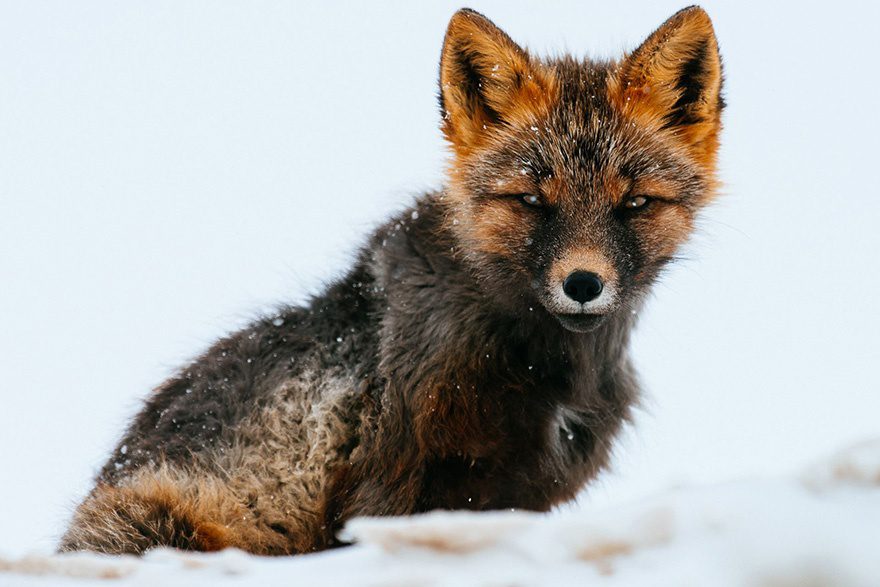 amazing photos of foxes 12