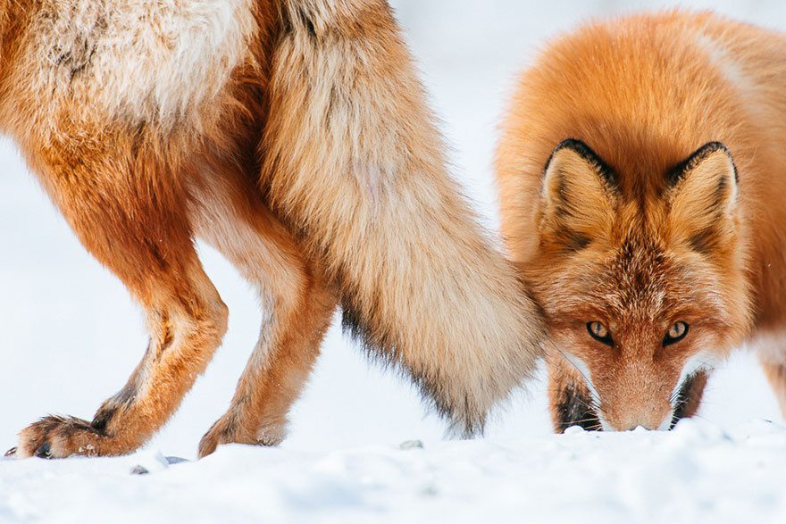 amazing photos of foxes 13