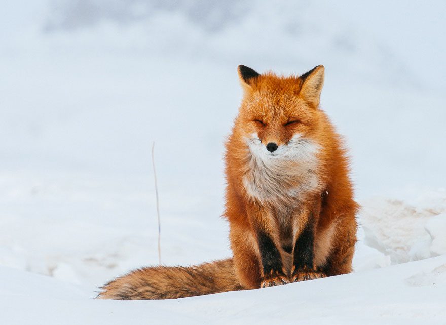 amazing photos of foxes 14