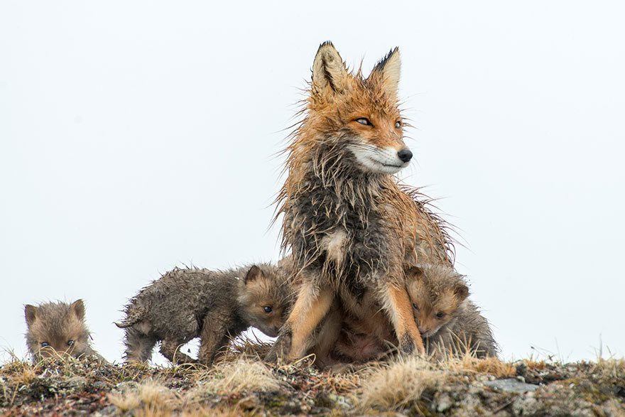 amazing photos of foxes 15