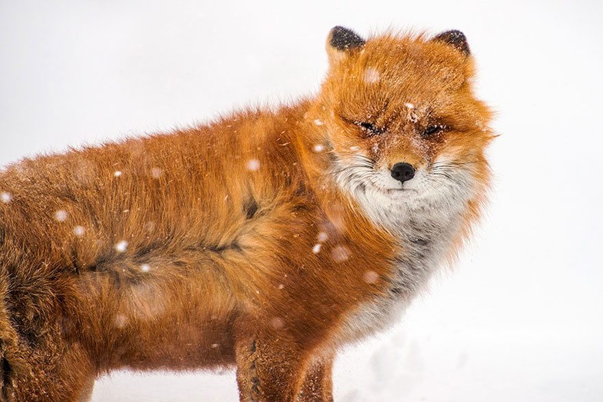 amazing photos of foxes 16
