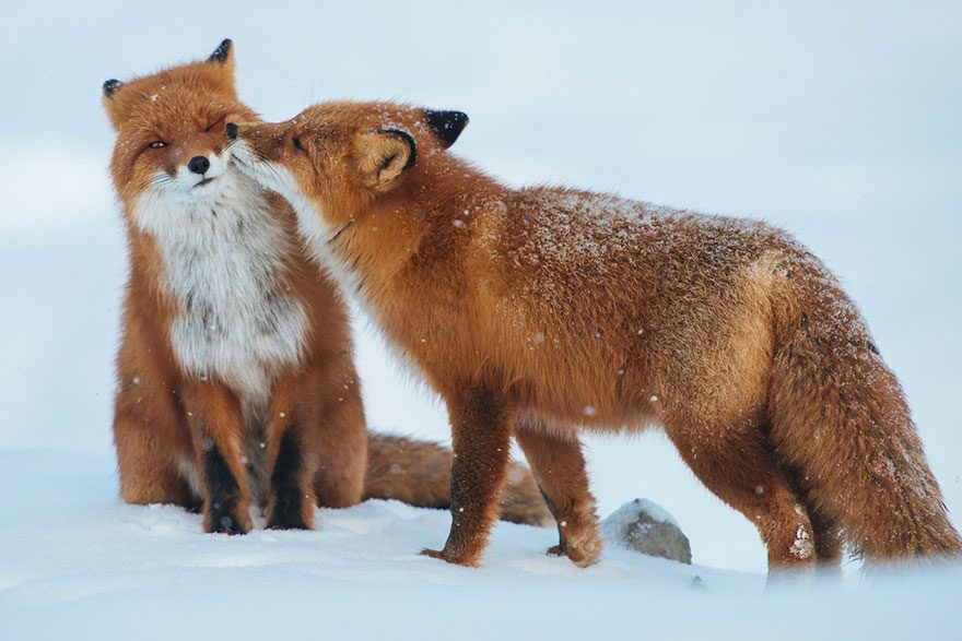 amazing photos of foxes 17