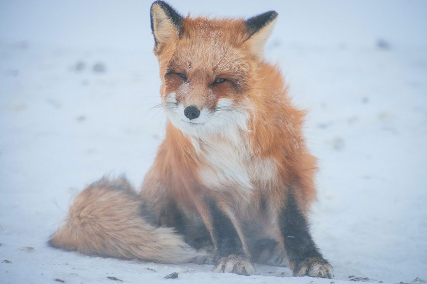 amazing photos of foxes 18