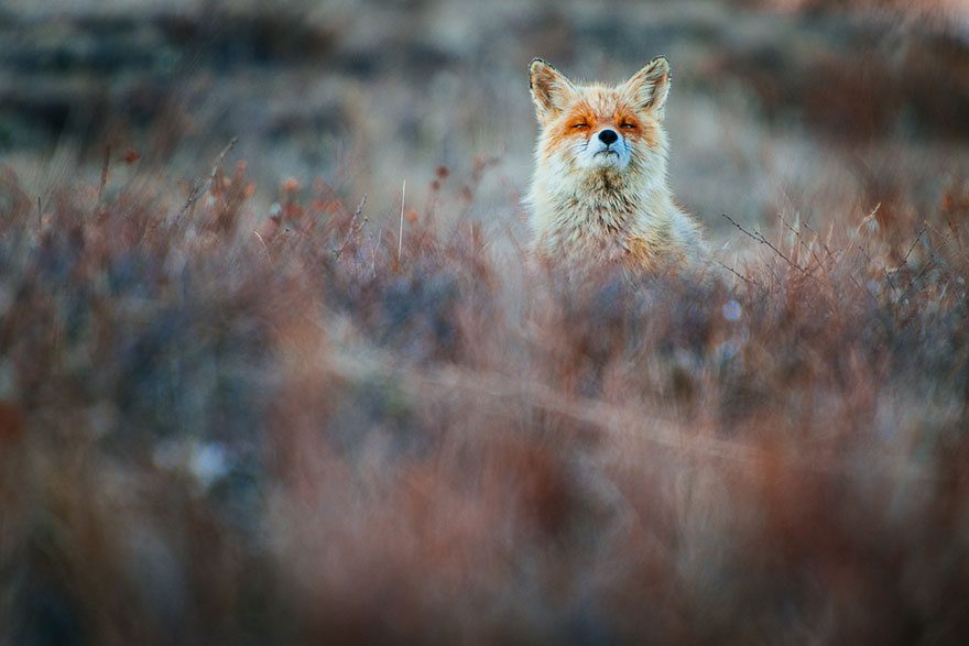 amazing photos of foxes 2
