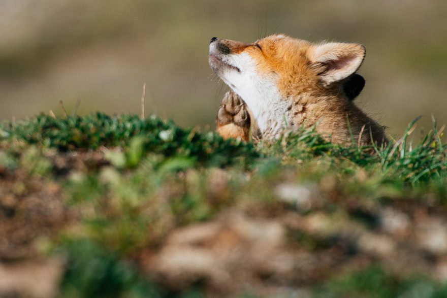amazing photos of foxes 5
