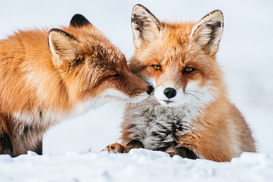amazing photos of foxes 6