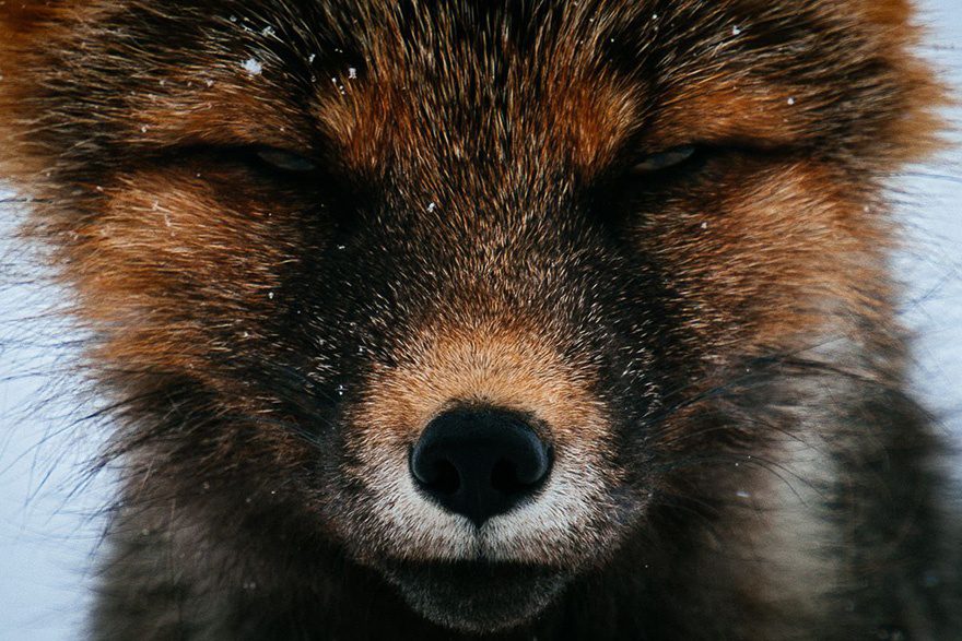 amazing photos of foxes 7