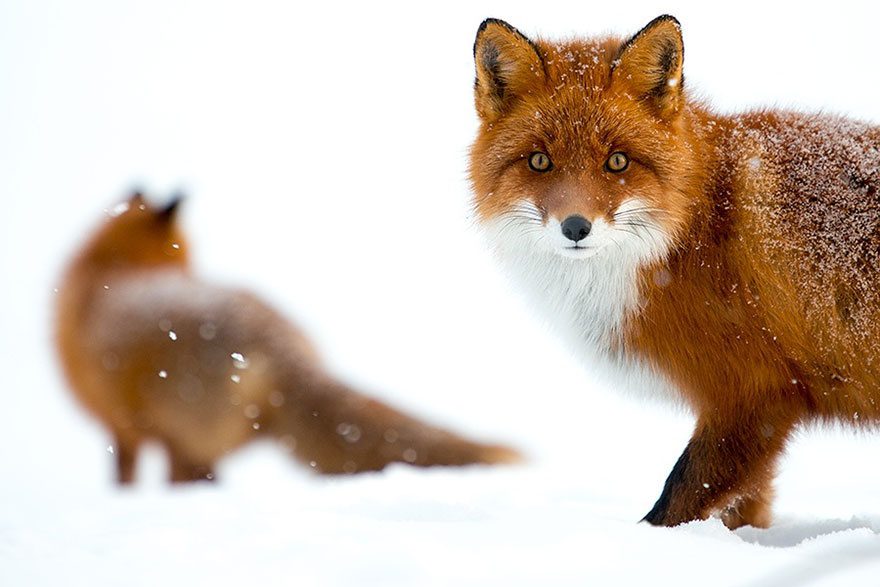 amazing photos of foxes 8