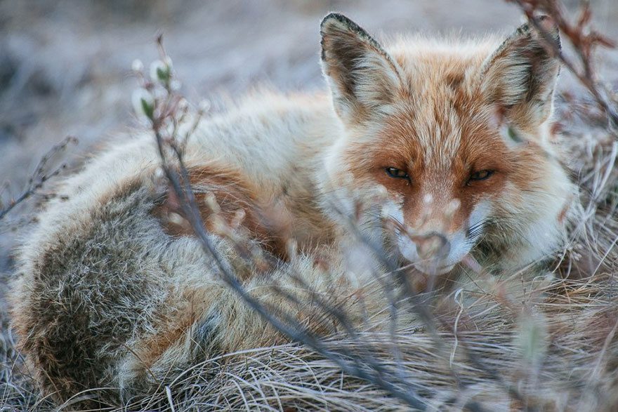 amazing photos of foxes 9
