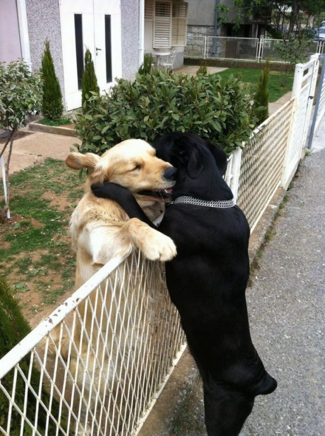 animals hugging 