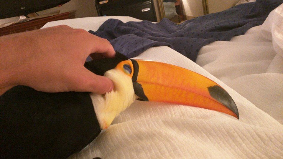 baby toucan 2
