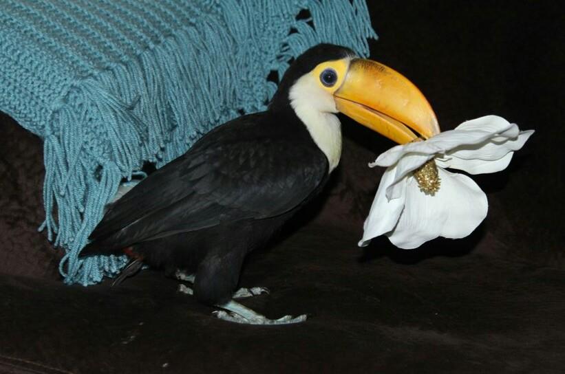 baby toucan 6