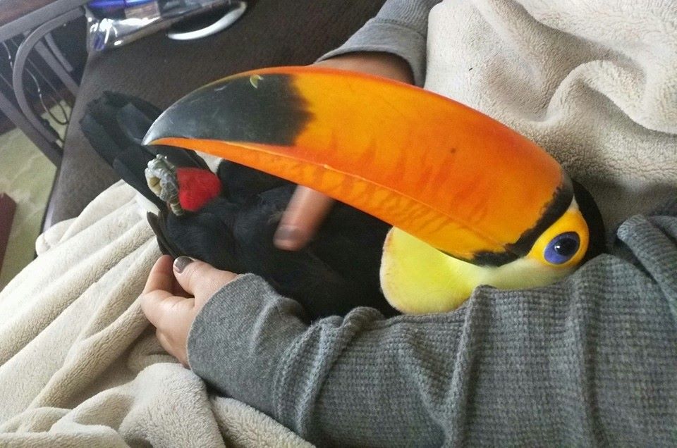 baby toucan 7
