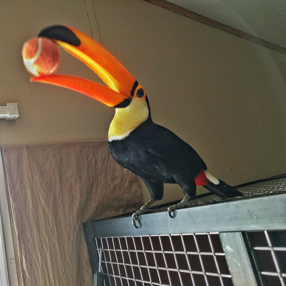 baby toucan 8