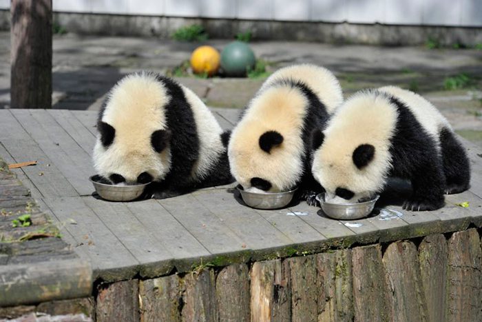 home of pandas 10