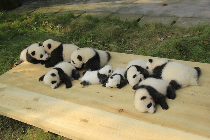 home of pandas 12