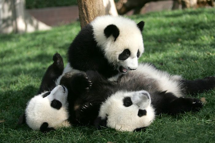 home of pandas 14