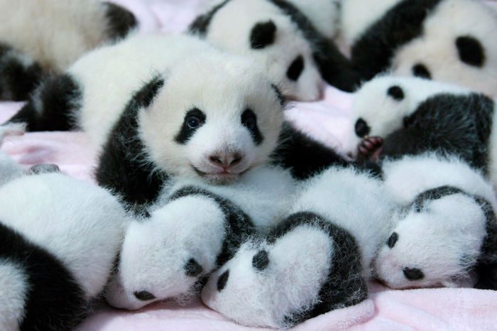 home of pandas 16