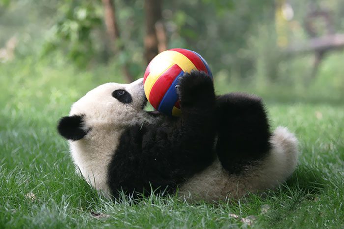 home of pandas 6