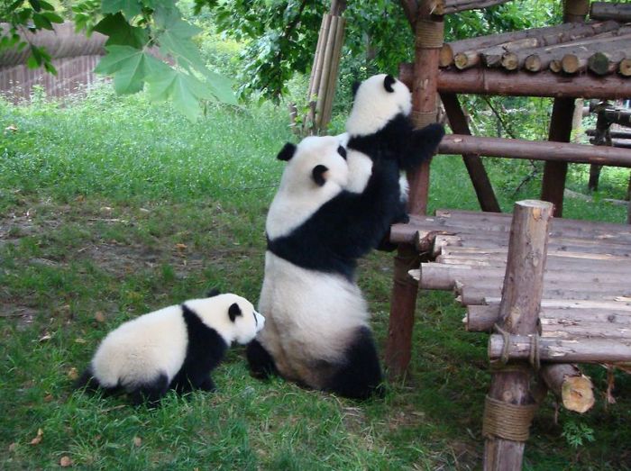 home of pandas 7