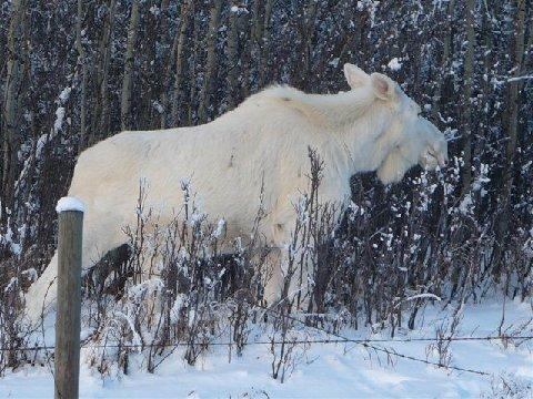 albino moose