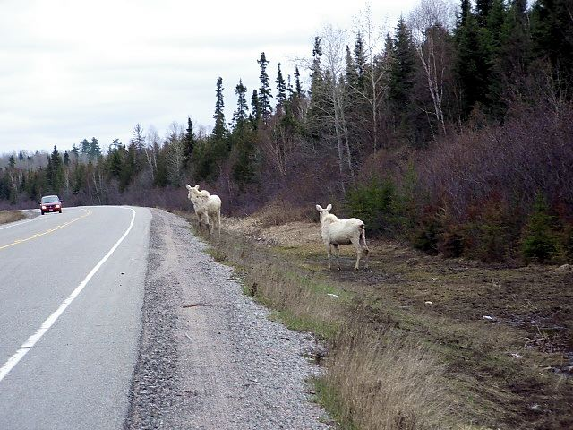 albino moose