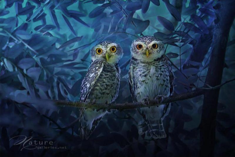 dazzling owl photography