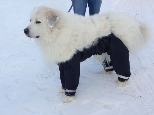 dog pants 