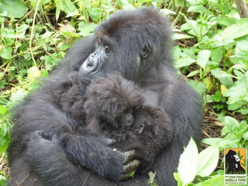 twin gorillas born in the wild 