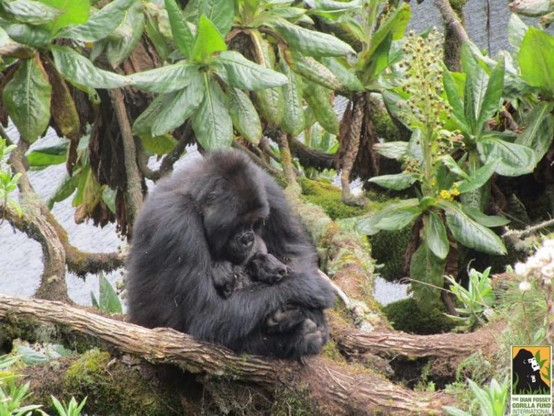 twin gorillas born in the wild 