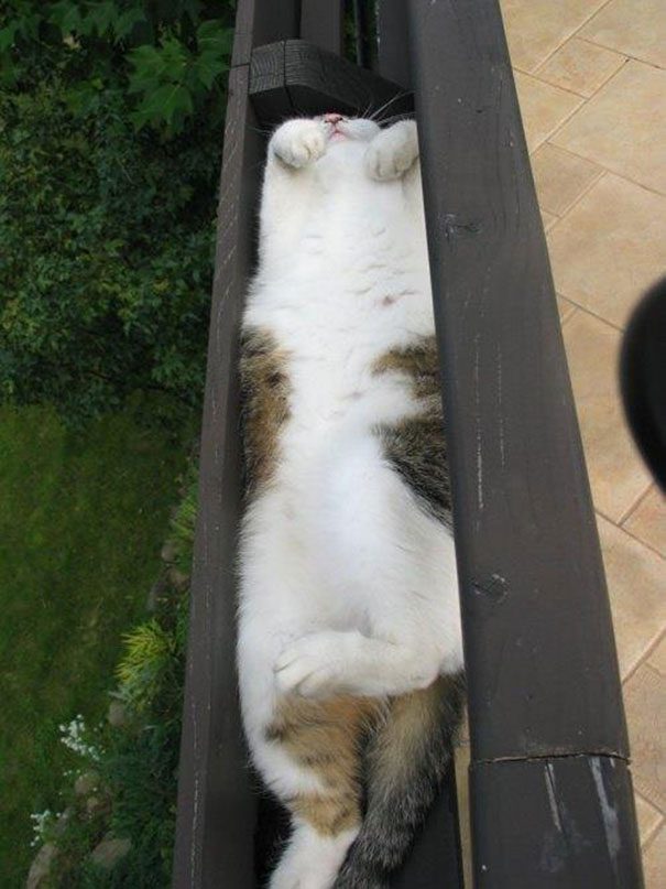 cat sleeps anywhere