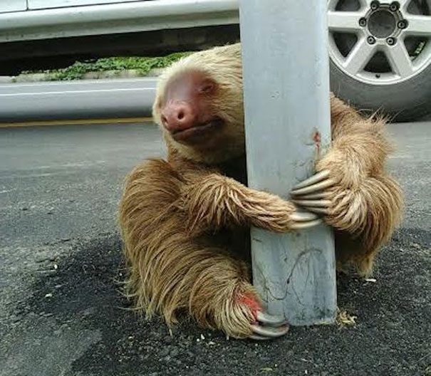 small scared sloth cross road