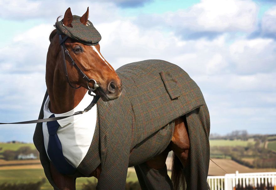horse in suit 