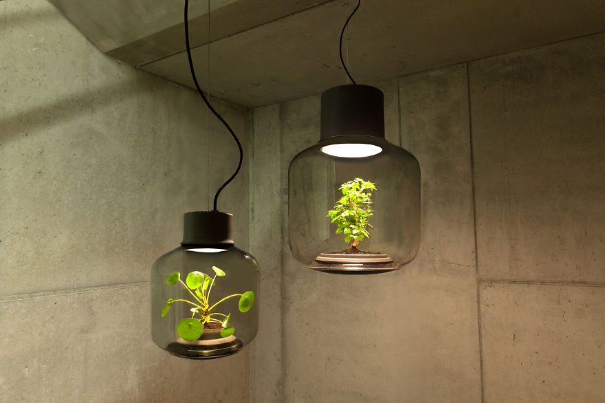 lamps to grow plants