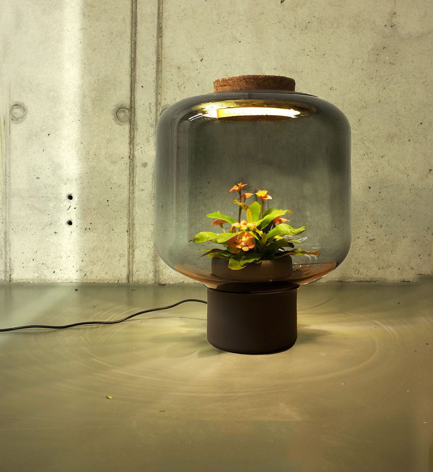 lamps to grow plants