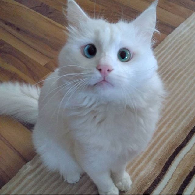 Differently Colored Eyes cat 1