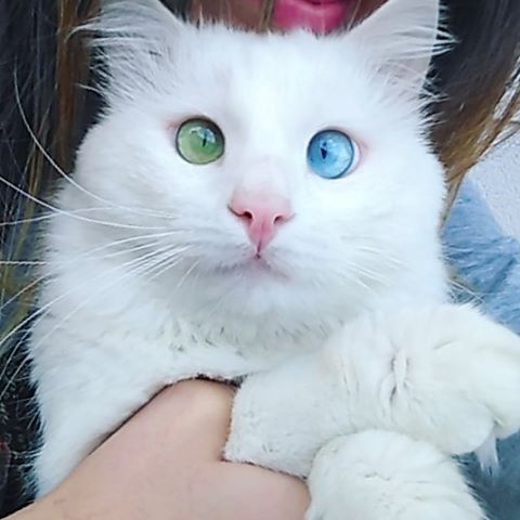 Differently Colored Eyes cat 2