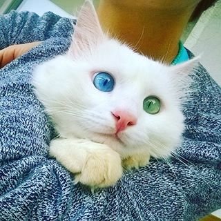 Differently Colored Eyes cat 3