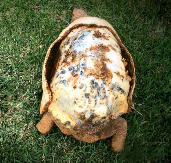 Tortoise 3D Printed Shell 1