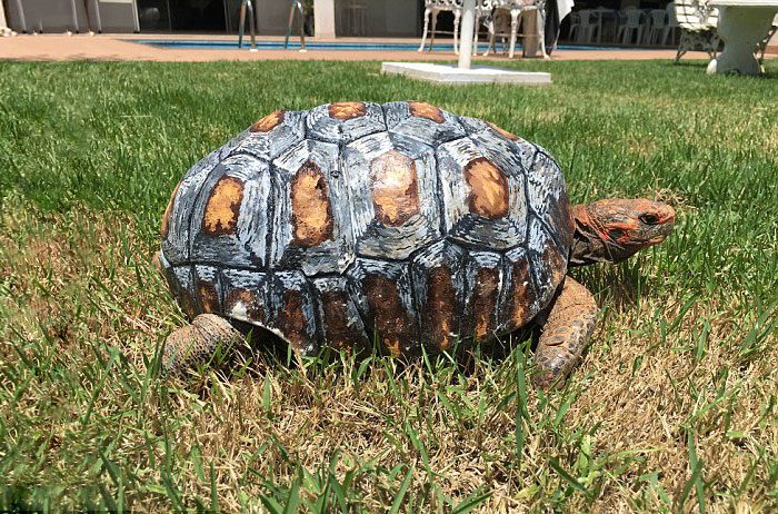 Tortoise 3D Printed Shell 7