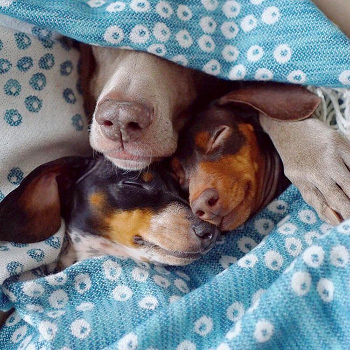 dogs sleeping buddies 8