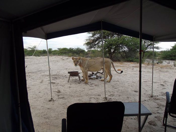 lions on tent 1