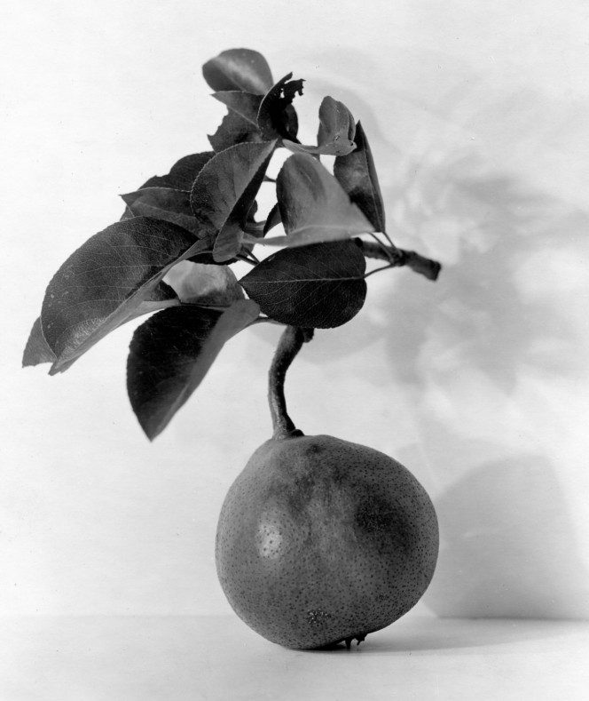 oldest pear tree 3