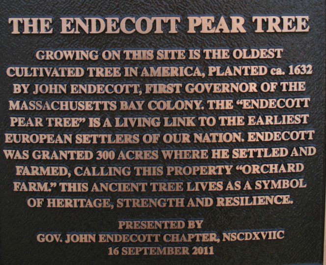 oldest pear tree 7